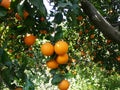 Bunch of oranges hangs on the tree.