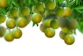 Bunch of oranges or sweet lime fruits hanging on a tree isolated on white Royalty Free Stock Photo