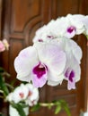 a bunch of orchids of the austere type with white petals and purple patterns in front of a brown door on a terrace