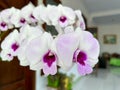 a bunch of orchids of the austere type with white petals and purple patterns in front of a brown door on a terrace