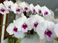 a bunch of orchids of the austere type with white petals and purple patterns in front of a brown door on a terrace