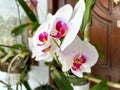 a bunch of orchids of the austere type with white petals and purple patterns in front of a brown door on a terrace