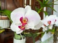 a bunch of orchids of the austere type with white petals and purple patterns in front of a brown door on a terrace