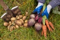 Bunch of organic beetroot and carrot in farmer hands in garden. Autumn harvest of vegetables Royalty Free Stock Photo