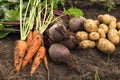 Bunch of organic beetroot and carrot, freshly harvested potato on soil in garden. Autumn harvest of vegetables Royalty Free Stock Photo