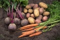 Bunch of organic beetroot and carrot, freshly harvested potato on soil in garden. Autumn harvest of vegetables, farming Royalty Free Stock Photo