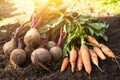 Bunch of organic beetroot and carrot on soil ground in garden in sunlight. Autumn harvest of fresh raw vegetables, farming Royalty Free Stock Photo