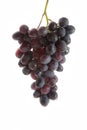 Bunch of organic black grapes isolated on white background Royalty Free Stock Photo