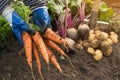 Bunch of organic carrot in farmer hands in garden. Autumn harvest of vegetables, farming Royalty Free Stock Photo