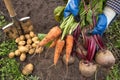 Bunch of organic beetroot and carrot in farmer hands in garden. Autumn harvest of vegetables, farming Royalty Free Stock Photo
