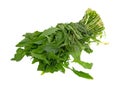 Bunch of organic dandelion greens on a white background