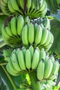 A bunch of organic fresh green banana on the tree close up Royalty Free Stock Photo