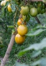 A bunch of organic fresh high breed tomatoes hanging on a branch inside of the garden with selective focus