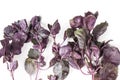 Bunch of Organic red Basil on white Royalty Free Stock Photo