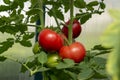 Bunch of organic ripe red juicy tomato in greenhouse. Homegrown, gardening and agriculture consept. Solanum lycopersicum. Cover Royalty Free Stock Photo