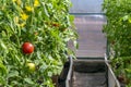 Bunch of organic ripe red juicy tomato in greenhouse. Homegrown, gardening and agriculture consept. Solanum lycopersicum. Fresh Royalty Free Stock Photo