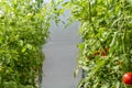 Bunch of organic ripe red juicy tomato in greenhouse. Homegrown, gardening and agriculture consept. Solanum lycopersicum. Fresh Royalty Free Stock Photo