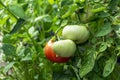 Bunch of organic ripe and unripe tomato in greenhouse. Homegrown, gardening and agriculture consept. Solanum lycopersicum is Royalty Free Stock Photo