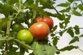 Bunch of organic ripe and unripe tomato in greenhouse. Homegrown, gardening and agriculture consept. Solanum lycopersicum is Royalty Free Stock Photo