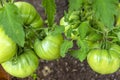 Bunch of organic unripe green tomato in greenhouse. Homegrown, gardening and agriculture consept. Solanum lycopersicum is annual Royalty Free Stock Photo