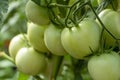 Bunch of organic unripe green tomato in greenhouse. Homegrown, gardening and agriculture consept. Solanum lycopersicum is annual Royalty Free Stock Photo