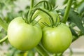 Bunch of organic unripe green tomato in greenhouse. Homegrown, gardening and agriculture consept. Solanum lycopersicum is annual Royalty Free Stock Photo