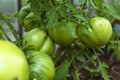 Bunch of organic unripe green tomato in greenhouse. Homegrown, gardening and agriculture consept. Solanum lycopersicum is annual Royalty Free Stock Photo