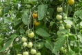 Bunch of organic unripe green tomato in greenhouse. Homegrown, gardening and agriculture consept. Solanum lycopersicum is annual Royalty Free Stock Photo