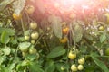 Bunch of organic unripe green tomato in greenhouse. Homegrown, gardening and agriculture consept. Solanum lycopersicum is annual Royalty Free Stock Photo