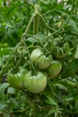 Bunch of organic unripe green tomato in greenhouse. Homegrown, gardening and agriculture consept. Solanum lycopersicum is annual Royalty Free Stock Photo