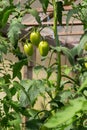 Bunch of organic unripe green tomato in greenhouse. Homegrown, gardening and agriculture consept. Solanum lycopersicum is annual Royalty Free Stock Photo