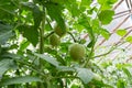 Bunch of organic unripe green tomato in greenhouse. Homegrown, gardening and agriculture consept. Solanum lycopersicum is annual Royalty Free Stock Photo