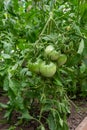 Bunch of organic unripe green tomato in greenhouse. Homegrown, gardening and agriculture consept. Solanum lycopersicum is annual Royalty Free Stock Photo