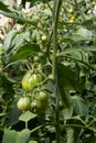 Bunch of organic unripe green tomato in greenhouse. Homegrown, gardening and agriculture consept. Solanum lycopersicum is annual Royalty Free Stock Photo