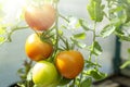 Bunch of organic unripe green tomato in greenhouse. Homegrown, gardening and agriculture consept. Solanum lycopersicum is annual Royalty Free Stock Photo