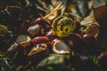 Bunch of outumn chestnuts on gold sunlight Royalty Free Stock Photo