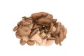 A bunch of oyster mushrooms Royalty Free Stock Photo