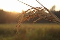 grain paddy at the time of cultivation.