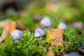 Bunch of pale blue small poisonous mushrooms growing in the forest Royalty Free Stock Photo