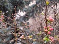 Bunch of pale pink buds