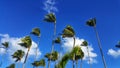 a bunch of palm trees blowing in the wind with a blue sky Royalty Free Stock Photo