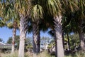 Bunch of Palmetto trees in a grove Royalty Free Stock Photo