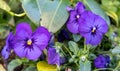 A Bunch Pansy Flowers In Bloom