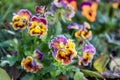 A Bunch Pansy Flowers In Bloom