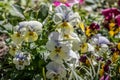 A Bunch Pansy Flowers In Bloom