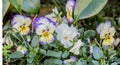 A Bunch Pansy Flowers In Bloom