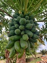 A bunch of papaya fruits on a tree