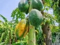 Bunch of Papaya Fruits on Tree in the Garden