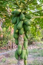 Bunch Papaya holland species on trunk in plantation