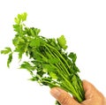 Bunch of parsley in hand